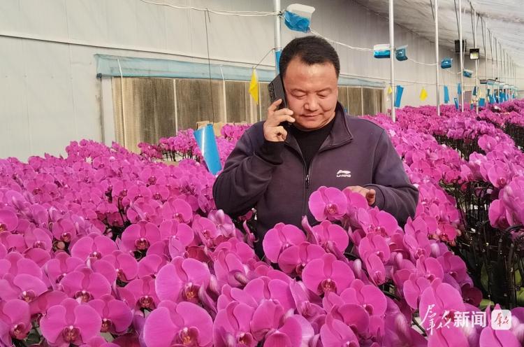 新春走基层丨腊月里 20万株蝴蝶兰从这里“飞”向市场_fororder_微信图片_20260211110729_3088_127