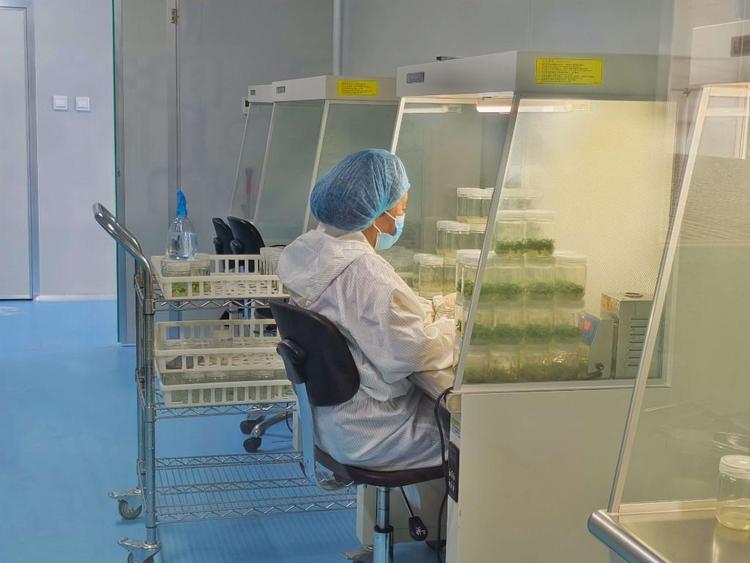 澄城樱桃何以实现180天连续供应 ——渭北高原“红宝石”长成记_fororder_2