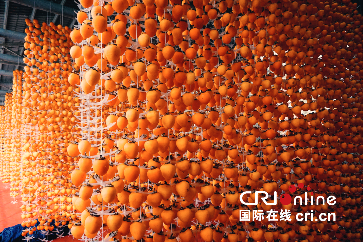 【至“陕”至美】渭南富平：红柿映黄土 秋收正当时_fororder_图片1