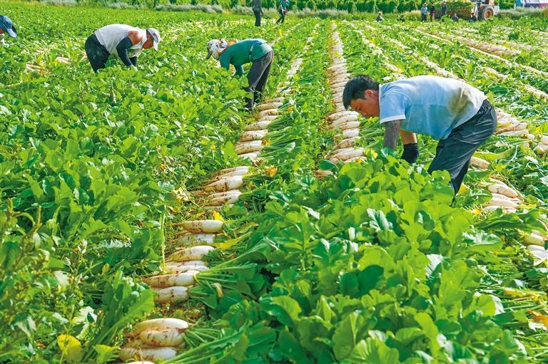 定边：沙地“菜园子”鼓起群众“钱袋子”