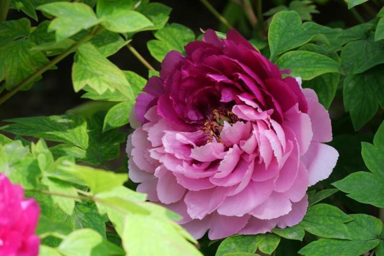 国色天香醉春风 游人如织赏芳华_fororder_微信图片_20260403085059_1608_356