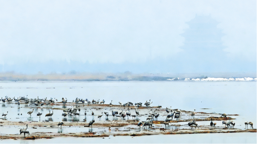 黄河湿地群鸟飞