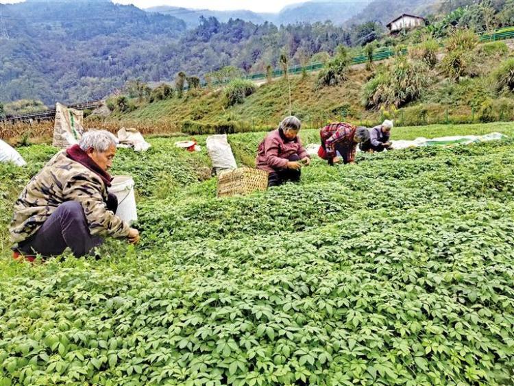 安康以“硒”为媒推动特色产业融合发展