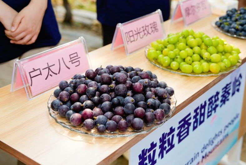 讲好中国乡村振兴故事 西安市鄠邑区“蔡家坡国际传播中心”揭牌成立_fororder_图片106
