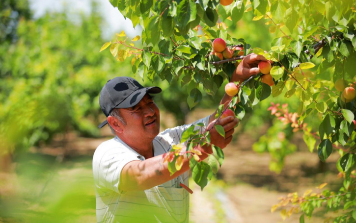 Weinan in Shaanxi Province Celebrates Bumper Harvest of Fragrant Fruits