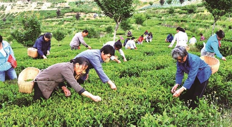 2026紫阳富硒茶开园暨“开麦吧!茶乡”茶文旅融合系列活动4月4日启幕