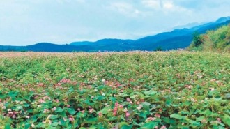 百亩七彩荞麦花盛开 长安区这处“花海”打卡地等您来