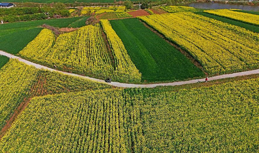 “金色花海”美如画