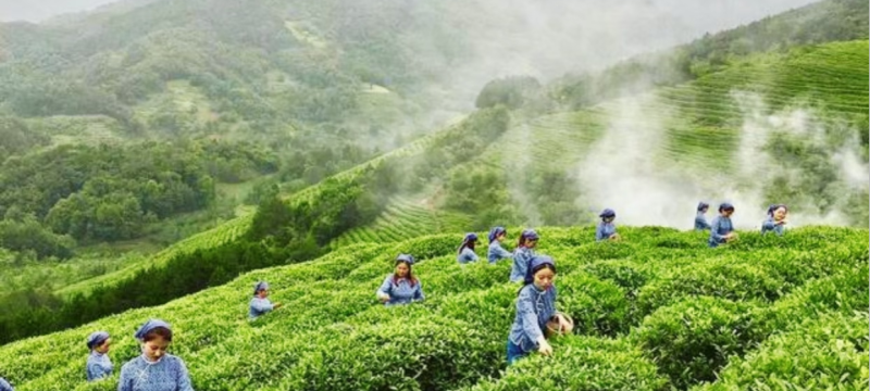 【陕耀国际·第75期】从秦岭深处到全球屏幕 安康用一杯富硒茶端出中国自信