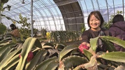 杨凌：“南果北种”蹚出致富路