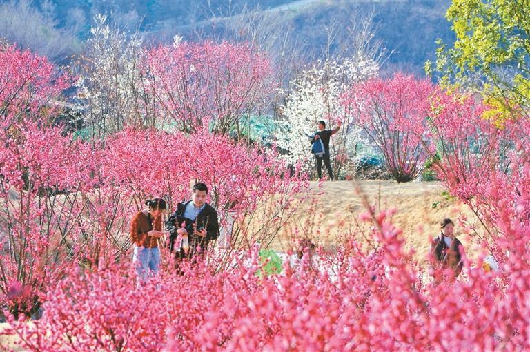 安康：梅花朵朵开 踏春正当时_fororder_微信图片_20250228090247