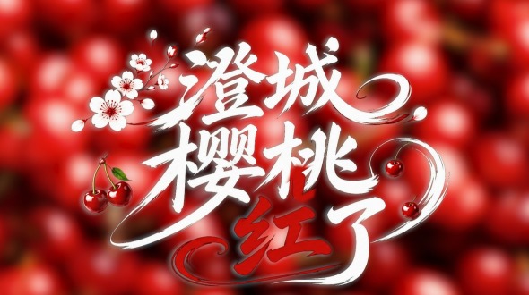 【鲜味中国·夏溢】澄城樱桃红了