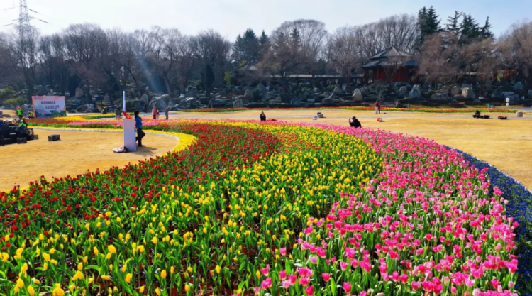 马年新春添盛景 中国唐苑20万株郁金香惊艳绽放_fororder_图片1