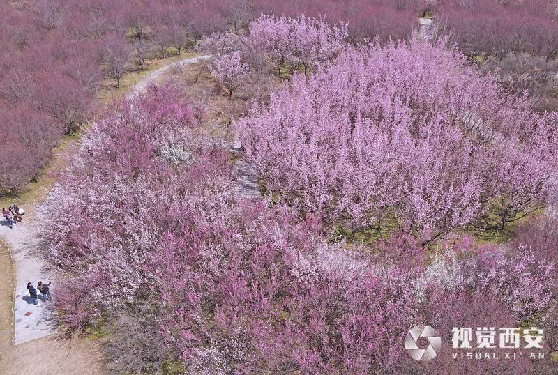 春日梅园花潮涌