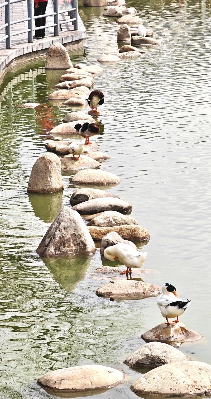 莲湖公园 春意盎然_fororder_微信图片_20260317092642_1421_356