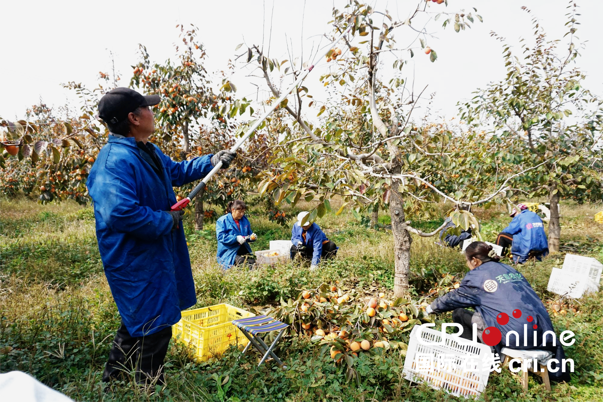 【至“陕”至美】渭南富平：红柿映黄土 秋收正当时_fororder_图片1