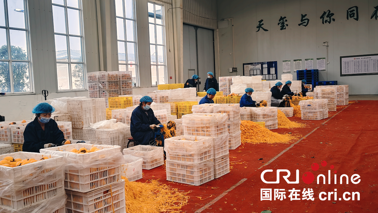 【至“陕”至美】渭南富平：红柿映黄土 秋收正当时_fororder_图片4