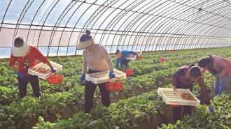 陕西草莓的“国际旅行”