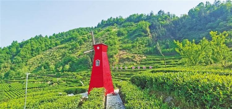 安康茶人的茶旅融合梦_fororder_微信图片_20250508084946