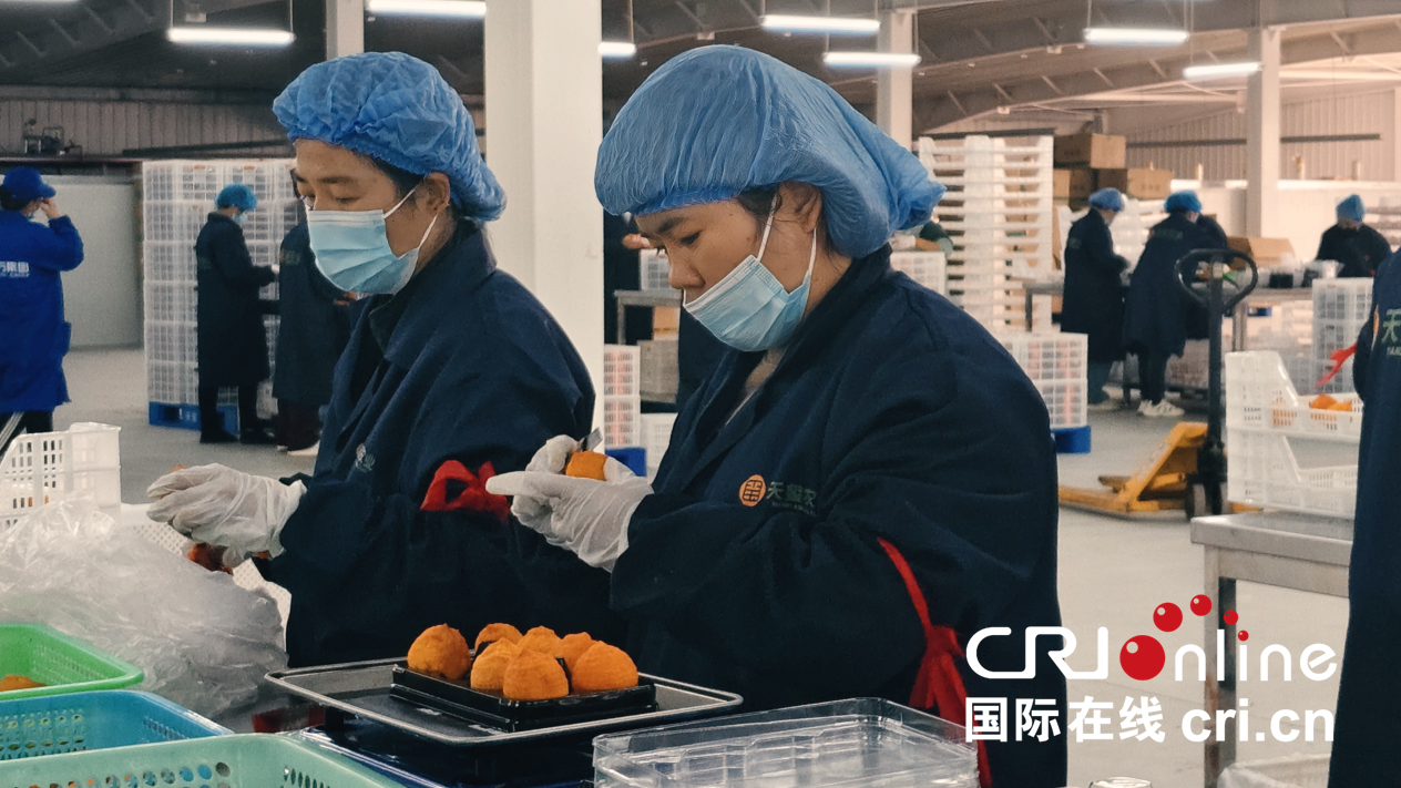 【至“陕”至美】渭南富平：红柿映黄土 秋收正当时_fororder_图片7