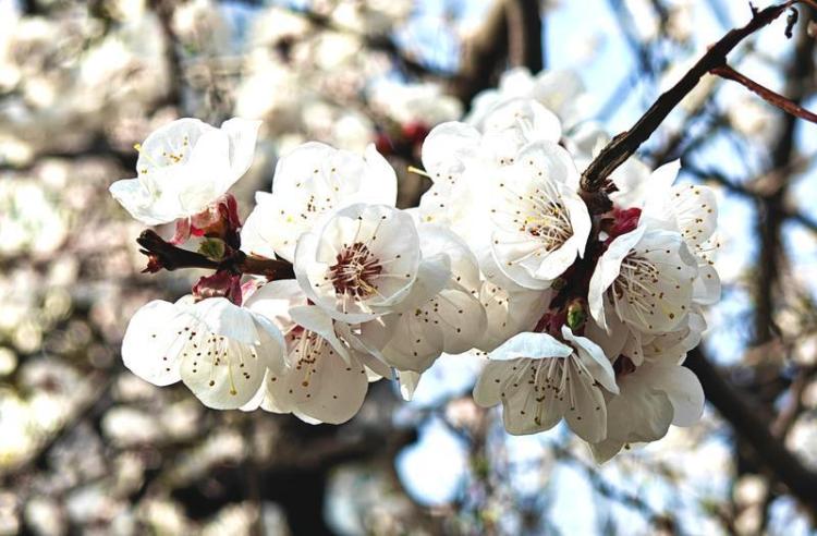 街心花园 花团锦簇_fororder_微信图片_20260305092046_3363_127