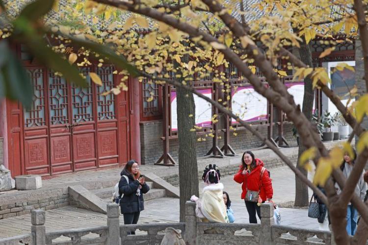 蜡梅绽放冬日里