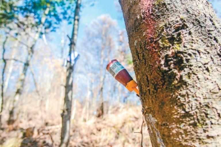 “看病建档”让秦岭山林重焕活力_fororder_微信图片_20260127092511_1078_356