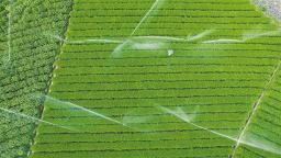 【“县”声夺人】秦巴深处赋新绿：安康焕古镇以“绿”生“金”的新茶经