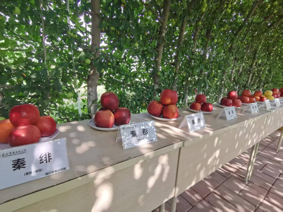 走出杨凌看示范｜洛川苹果试验站以创新为引打造增收致富“金果子”_fororder_图片4