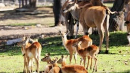 秦岭冬日盛宴启幕 五大景区淡季优惠来袭