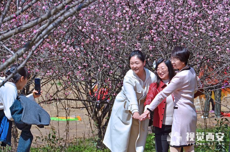 春日梅园花潮涌