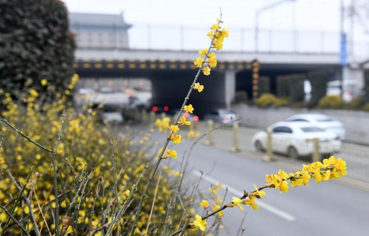 迎春花开 春意萌动