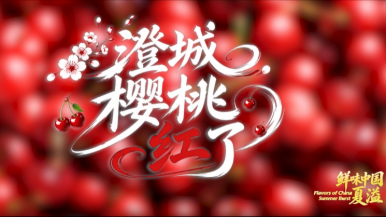 【鲜味中国·夏溢】澄城樱桃红了