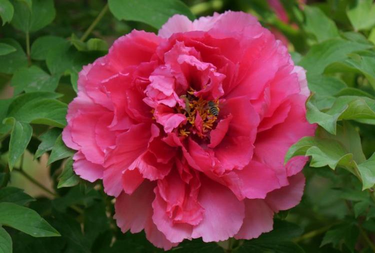 国色天香醉春风 游人如织赏芳华_fororder_微信图片_20260403085104_1609_356