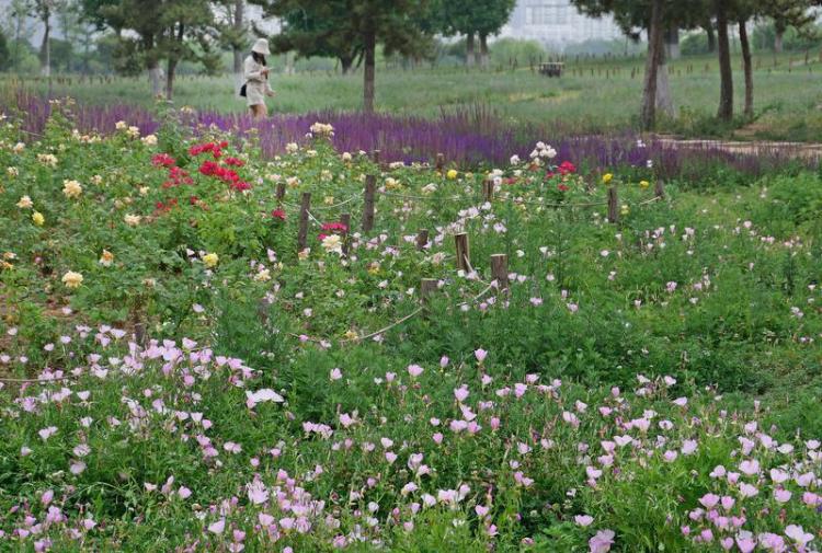 遗址公园 夏花灿烂