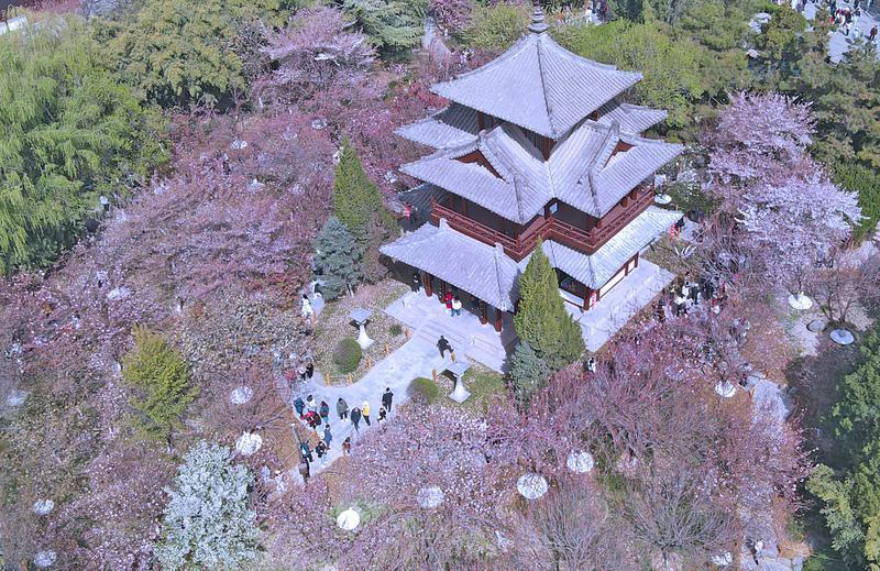 青龙寺赏樱人潮涌