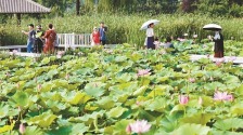 荷花朵朵 夏意满满