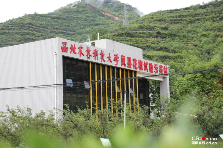 走出杨凌看示范∣漫山椒红映笑脸 杨凌科技书写乡村振兴“椒香”答卷_fororder_图片1