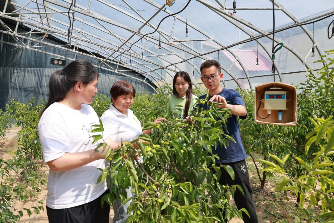 渭南市大荔县“冬枣妈妈”周爱英荣获“中国好人”荣誉_fororder_图片2