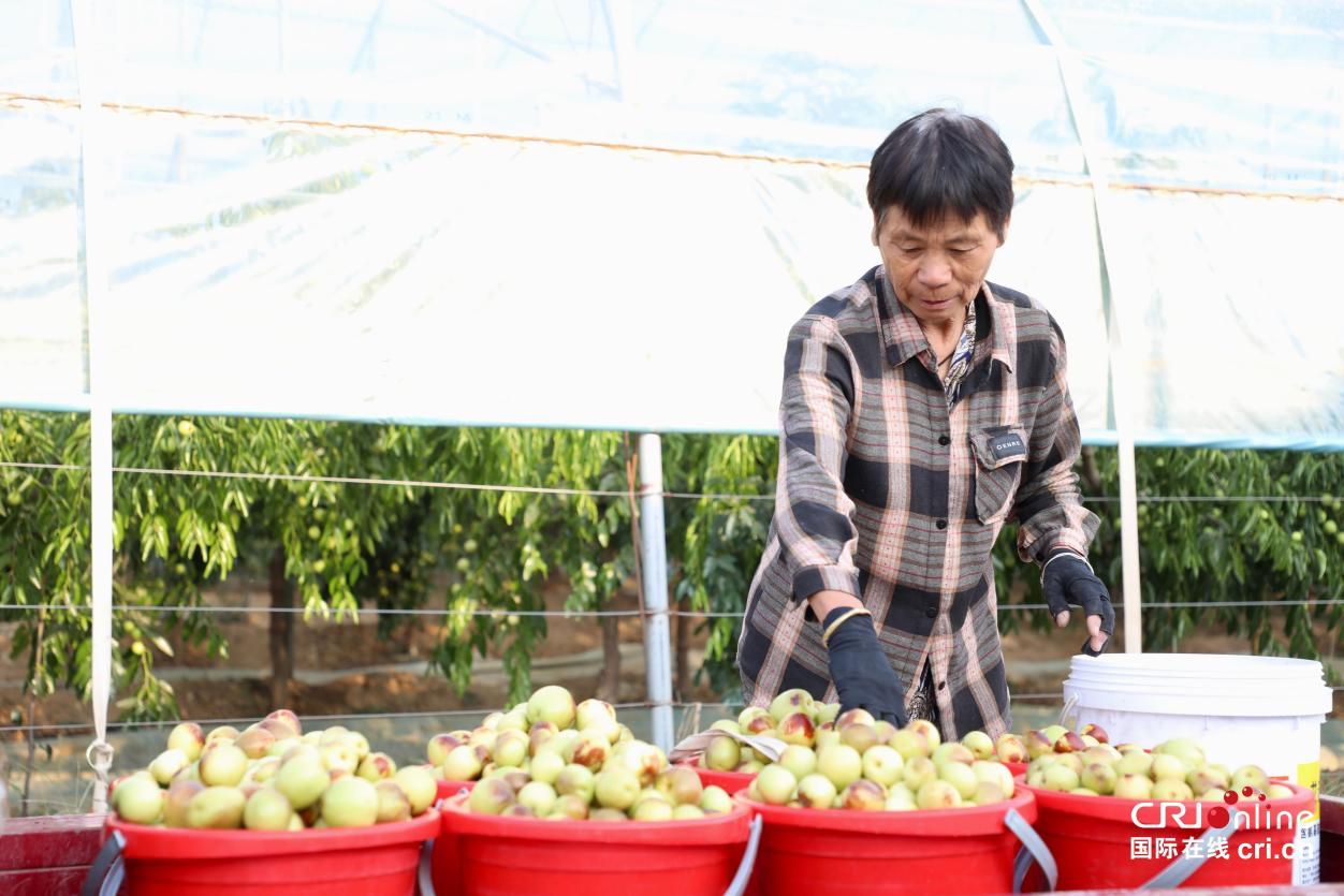 组图丨陕西大荔：冬枣采摘忙_fororder_图片11