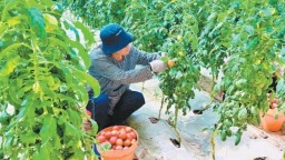 全季西红柿产销两旺　高陵果丰人欢日子甜