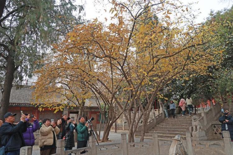 蜡梅绽放冬日里