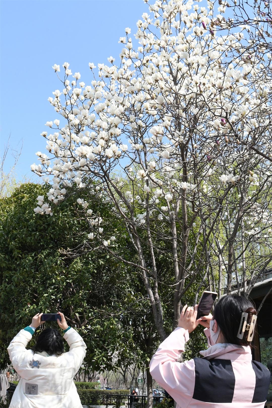 花开春意浓
