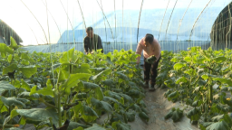 【“县”声夺人】渭南大荔：大棚乳瓜抢“鲜”上市 设施农业托起群众“致富梦”