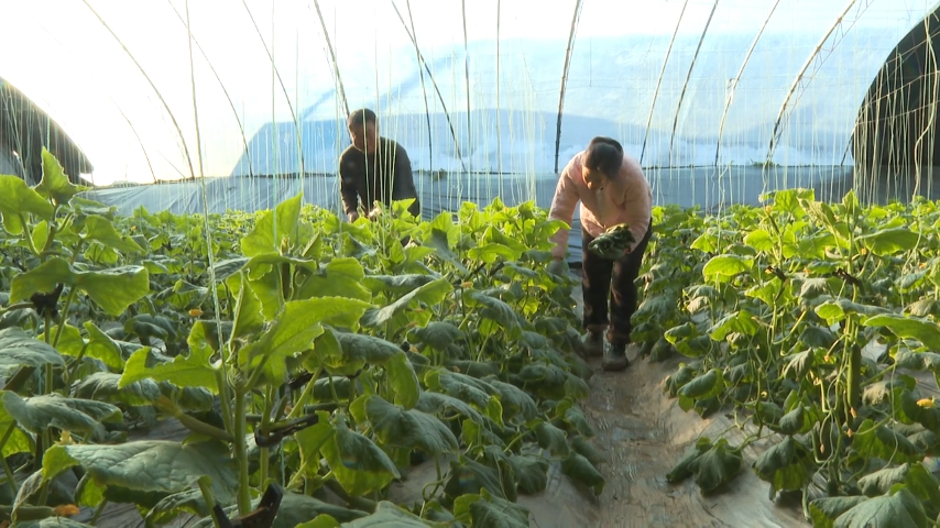 【“县”声夺人】渭南大荔：大棚乳瓜抢“鲜”上市 设施农业托起群众“致富梦”_fororder_图片2