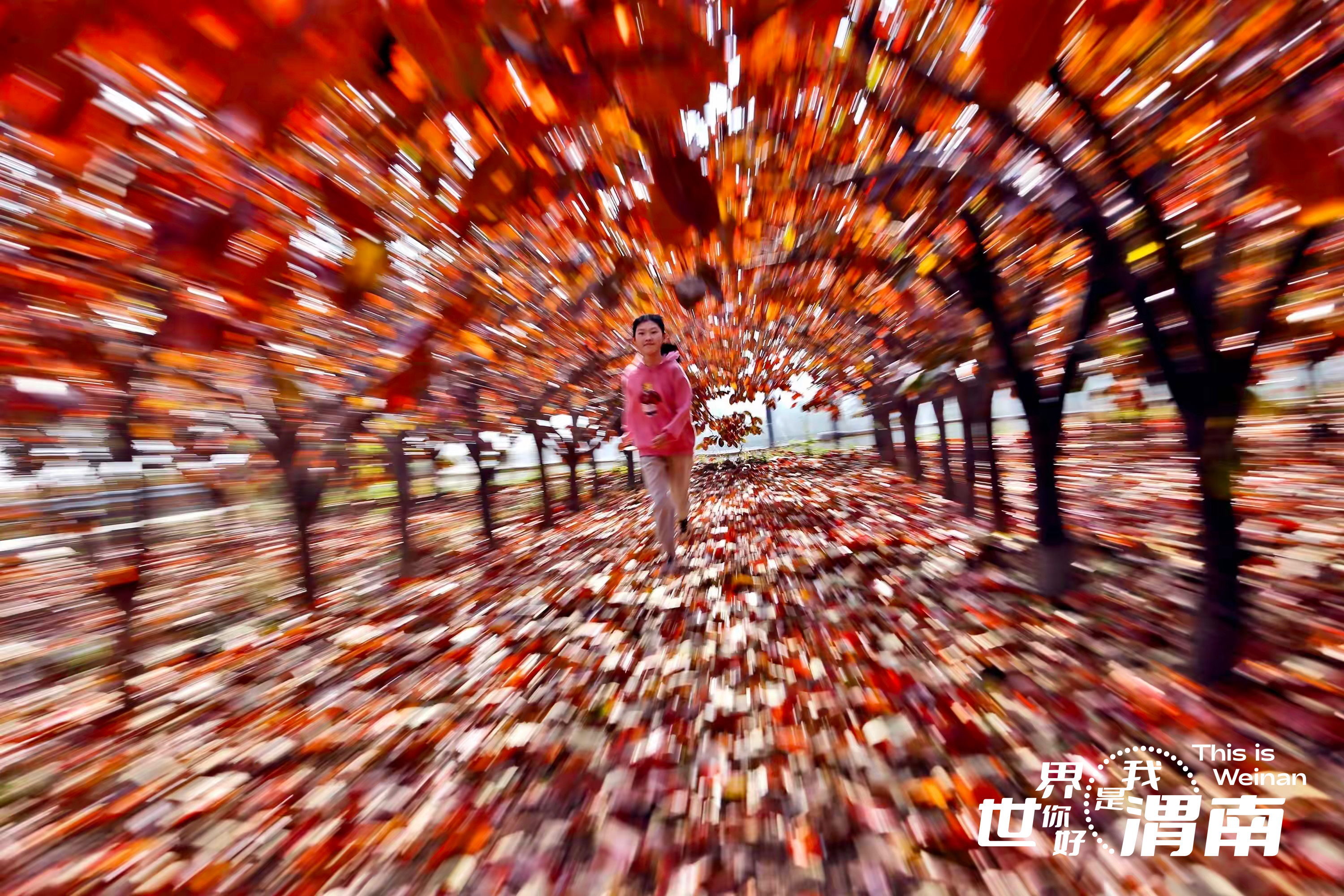 【镜观陕西·33期】柿叶添红景  同州减绿阴