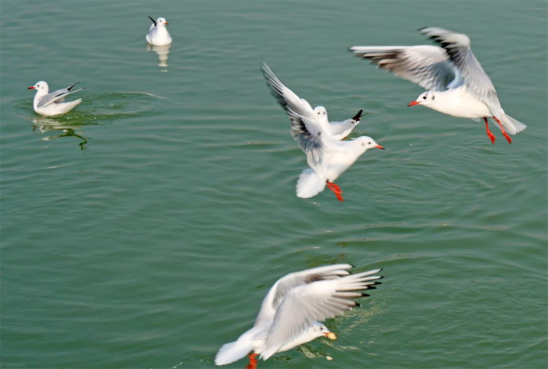 世博园来了红嘴鸥