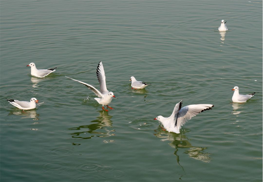 世博园来了红嘴鸥