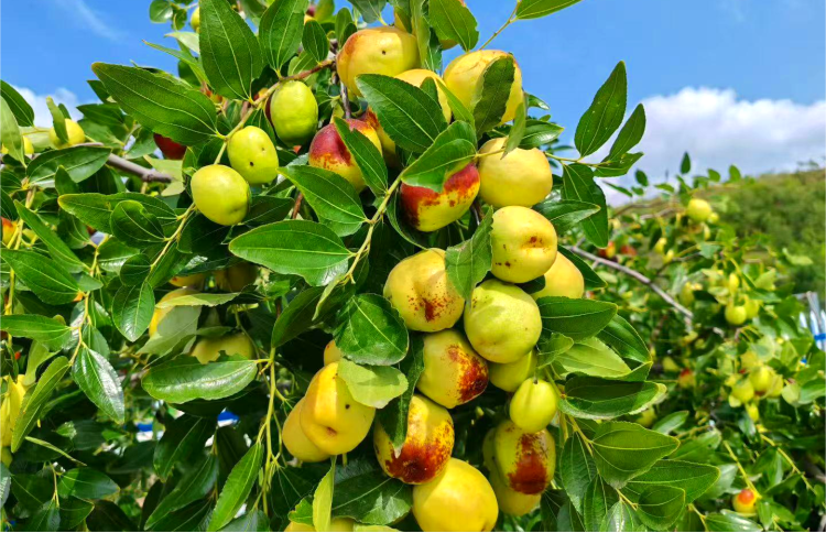 【“县”声夺人】榆林横山：丰收好图景_fororder_图片6