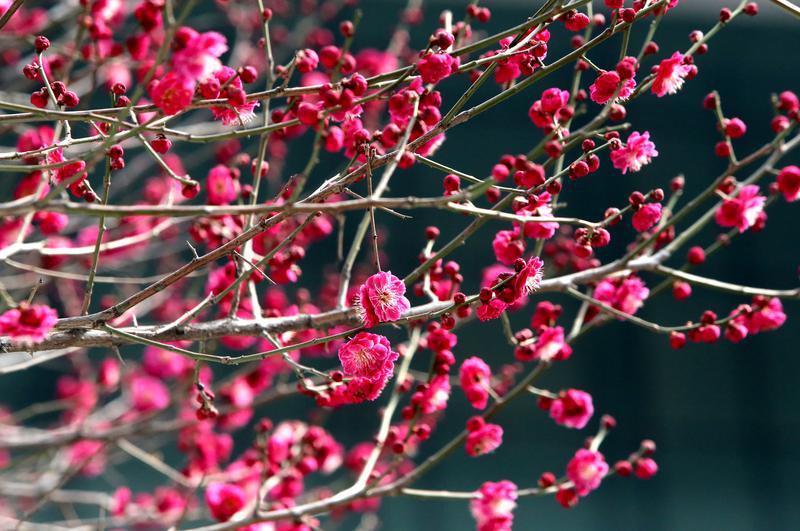 红梅报春